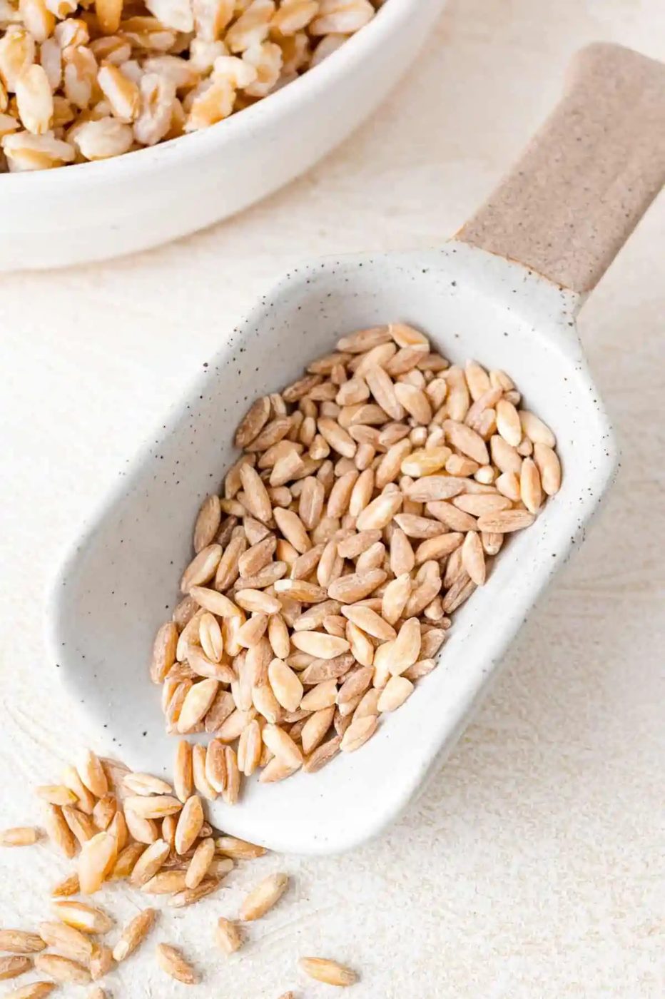 Uncooked farro in a small scoop.