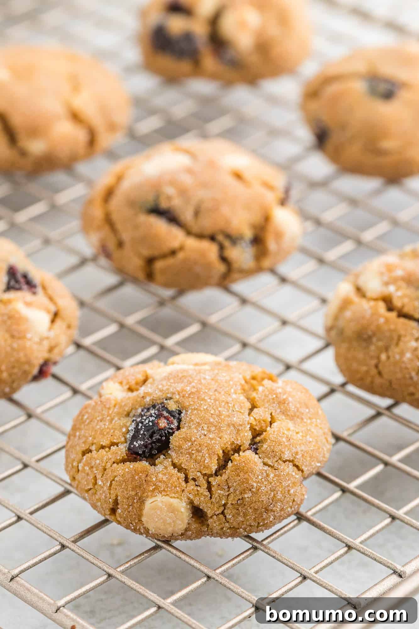 Freshly baked gingersnap cookies with white chocolate and cranberries cooling on a wire rack, their cracks and textures perfectly visible.