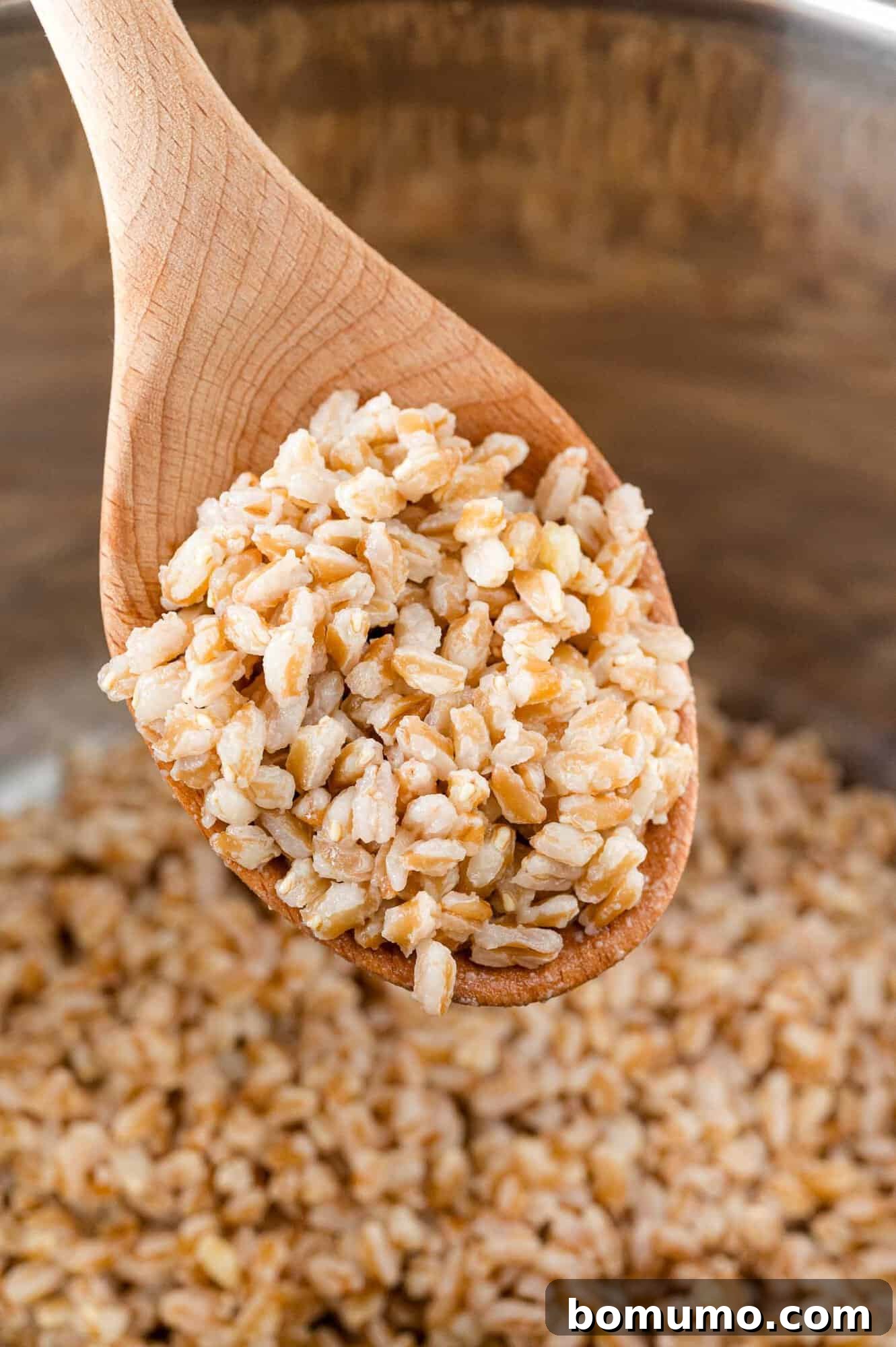 Effortless Instant Pot Farro 2 Cooked farro being scooped out of an Instant Pot, highlighting its perfect, fluffy texture.