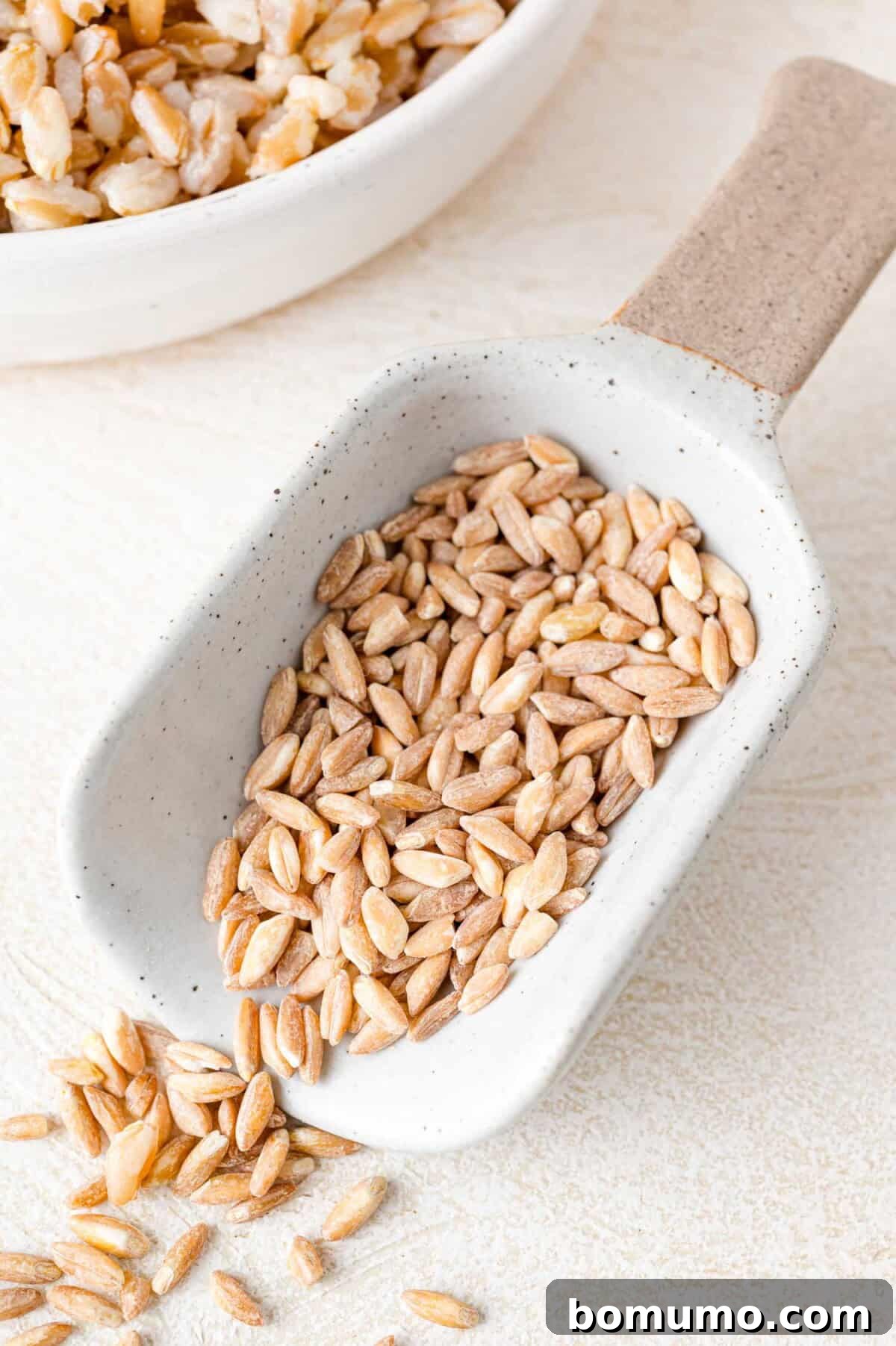 Effortless Instant Pot Farro 3 Uncooked pearled farro kernels shown in a small scoop, ready for rinsing and cooking.