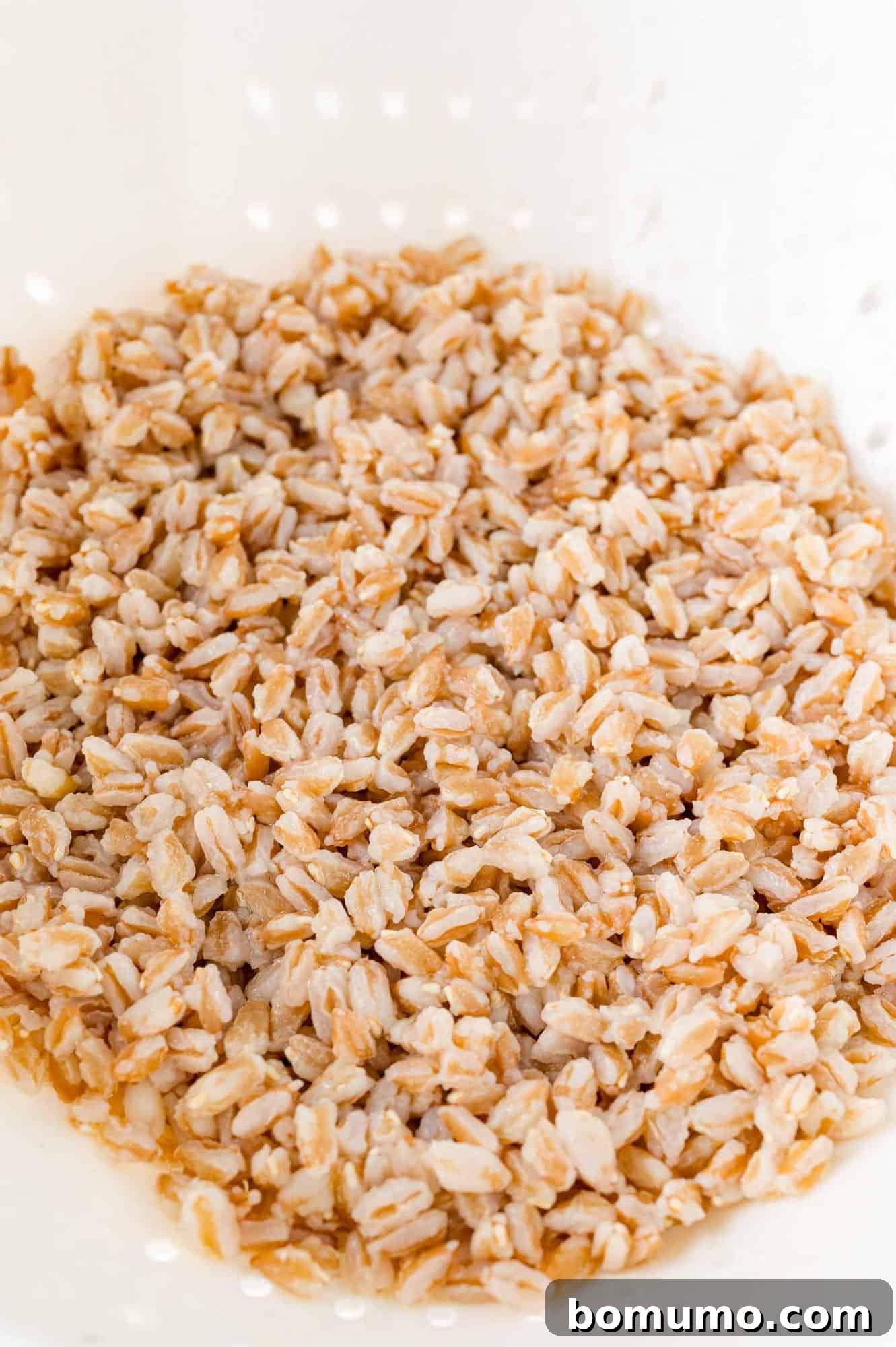 Effortless Instant Pot Farro 10 Cooked farro being drained in a white colander, showing its fluffy texture.