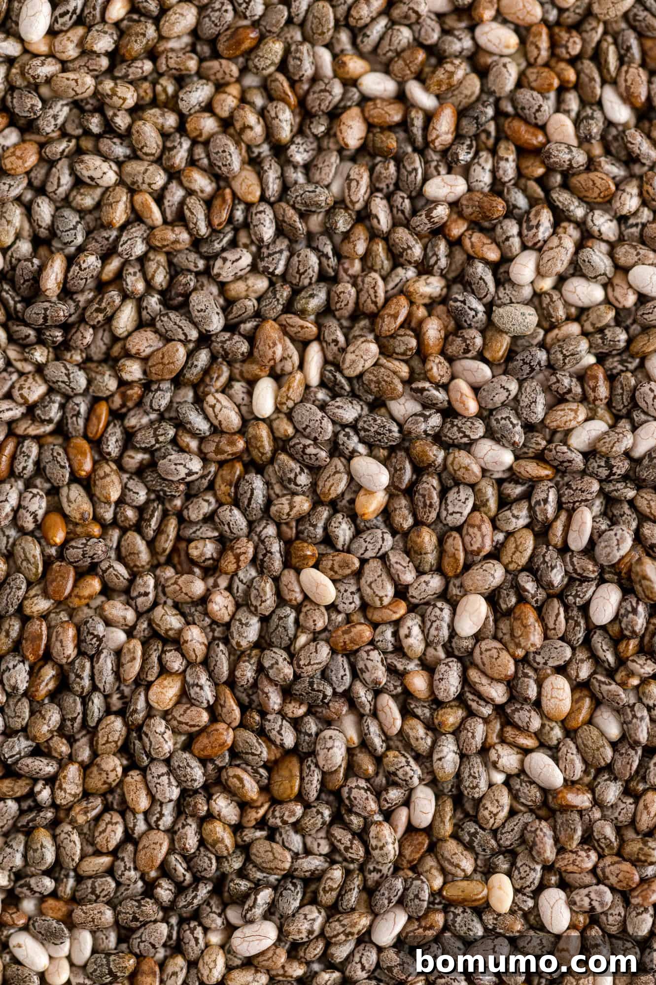 A close-up view of a generous amount of chia seeds, highlighting their varied colors and tiny size.