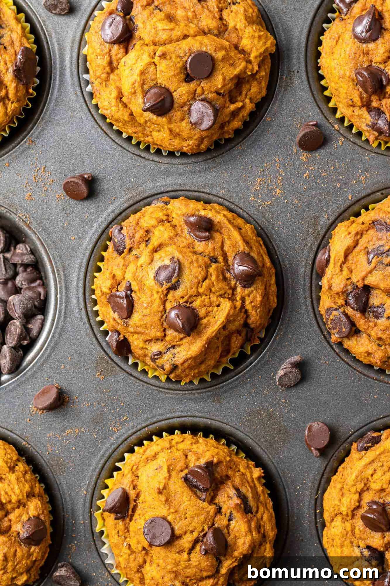 Close up overhead view of healthy pumpkin chocolate chip muffins baking in a tin, showing their golden tops and dark chocolate morsels.