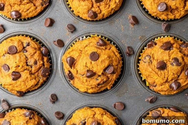 Close up overhead view of unbaked pumpkin chocolate chip muffins in a tin, with extra chips sprinkled on top.