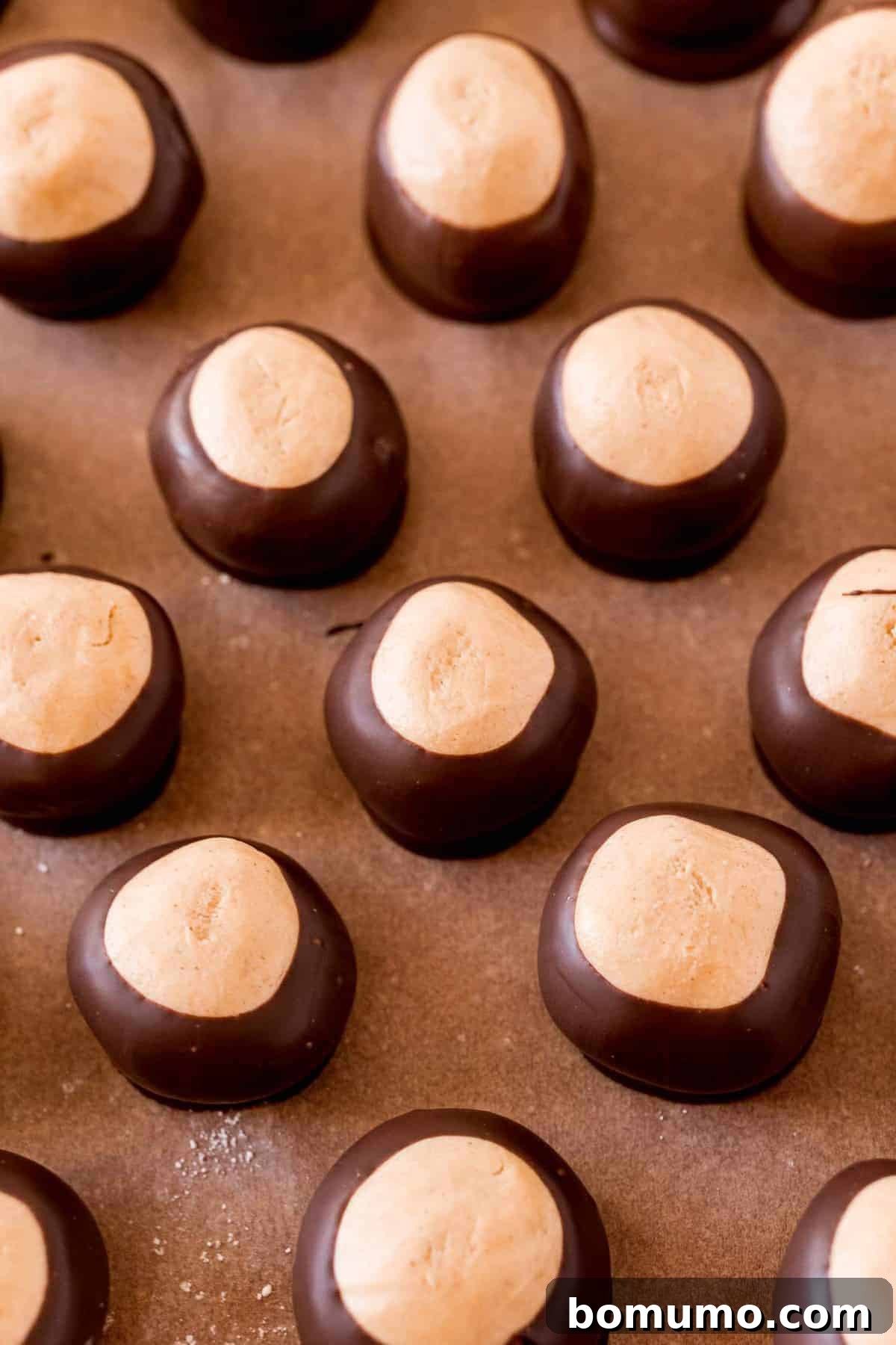 Freshly dipped buckeyes candies drying on parchment paper, showcasing their distinct two-tone look.