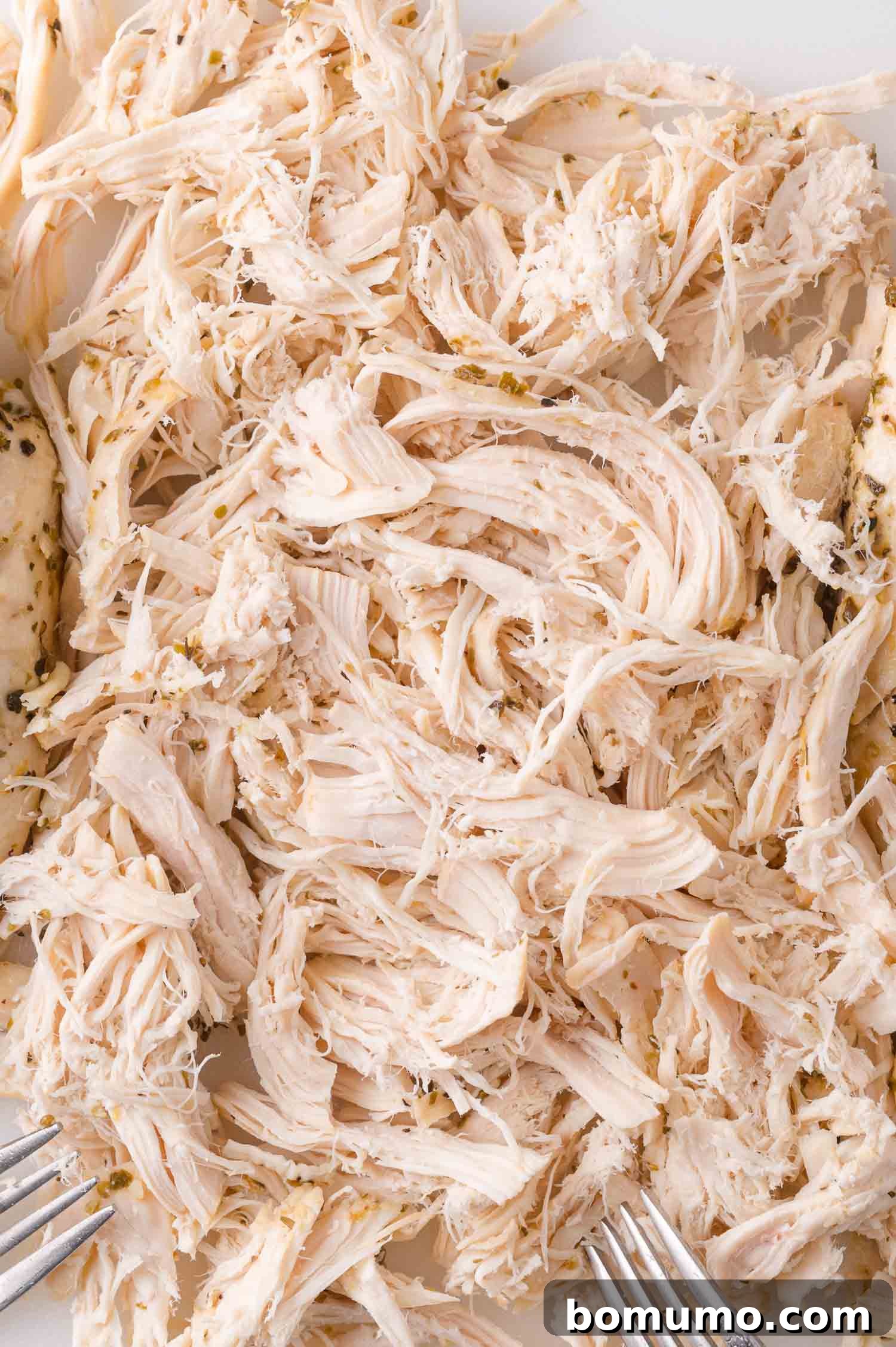 A close-up of beautifully shredded cooked chicken breast resting on a plate, with two forks visible, highlighting its tender and juicy texture.