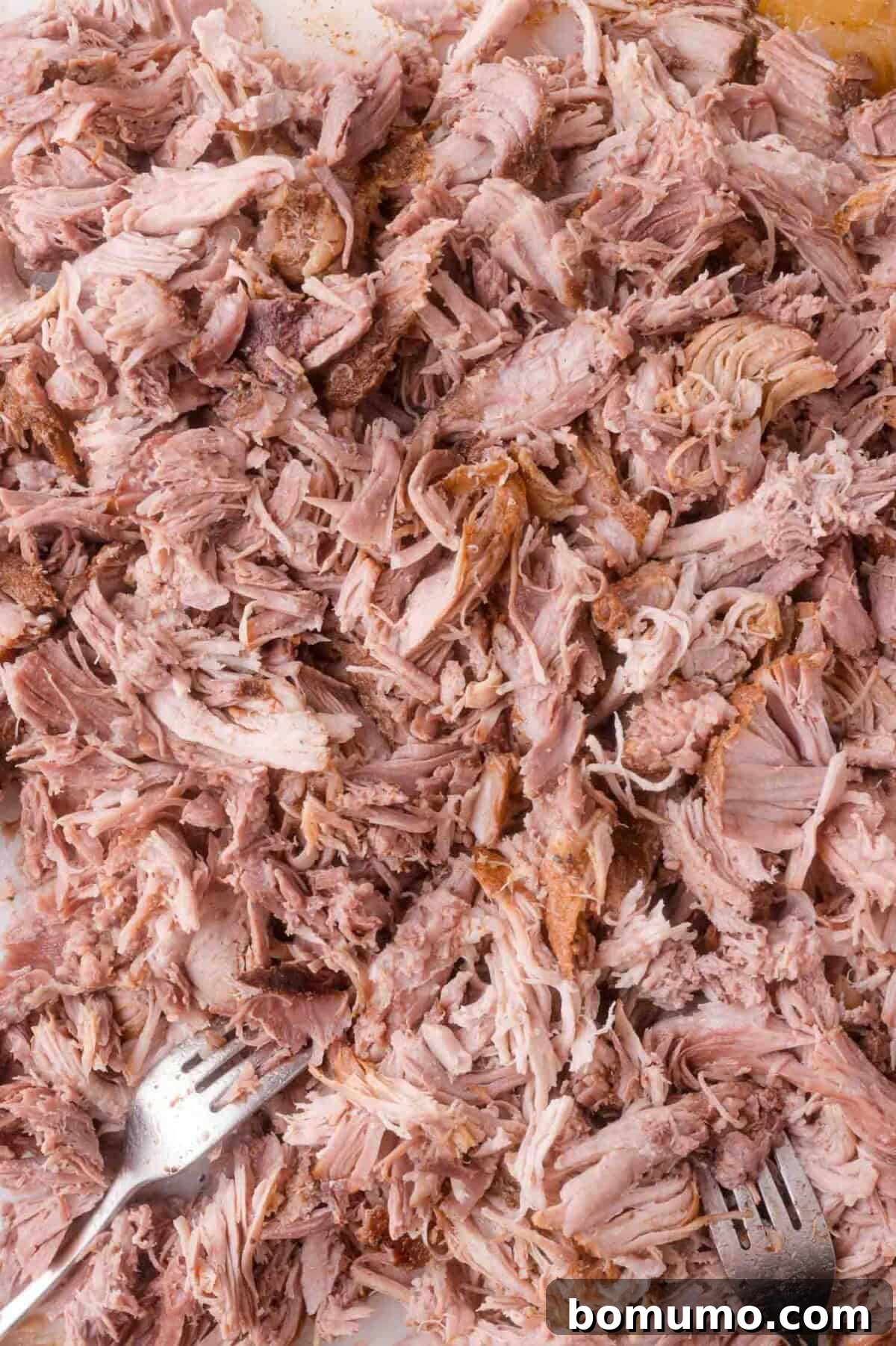 Slow Cooker Apple Cider Pulled Pork Sandwiches 9 Shredded cooked apple cider pork with two metal forks visible at the bottom edge of the image.